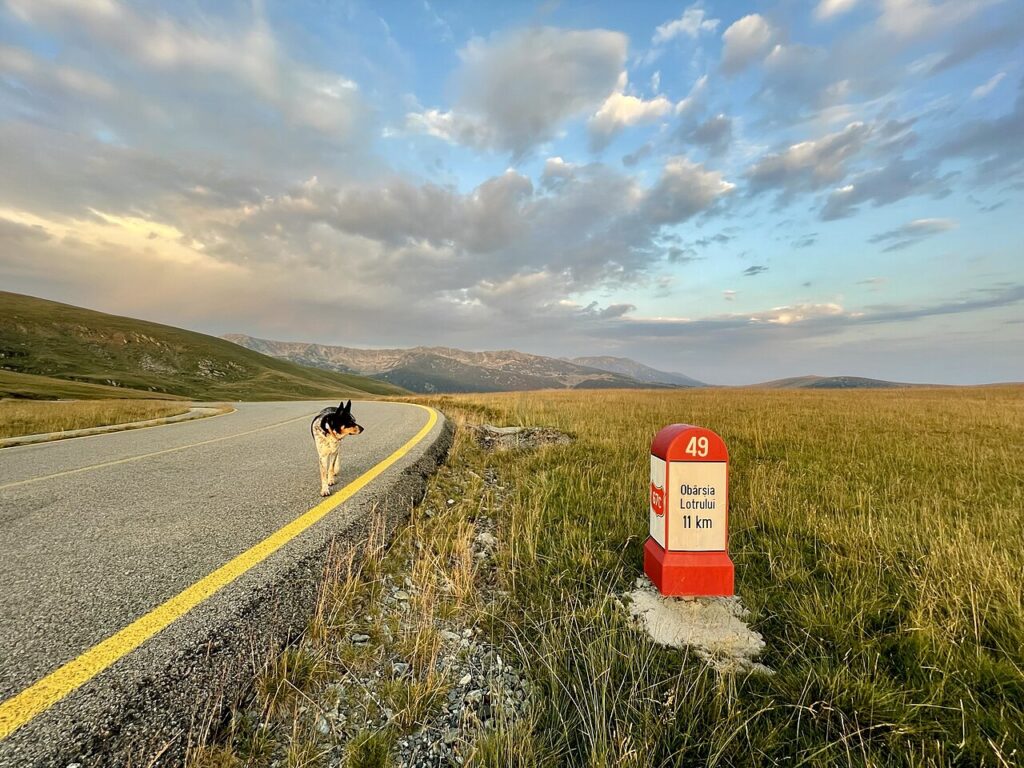 Borna kilometrică 49 de pe DN 67C Transalpina, cu inscripția Obârșia Lotrului 11 km, lângă drumul de creastă