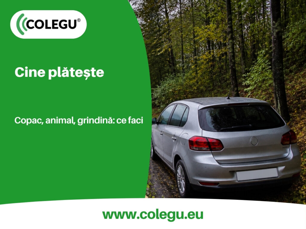 Mașină oprită pe marginea unui drum cu copaci, după o furtună